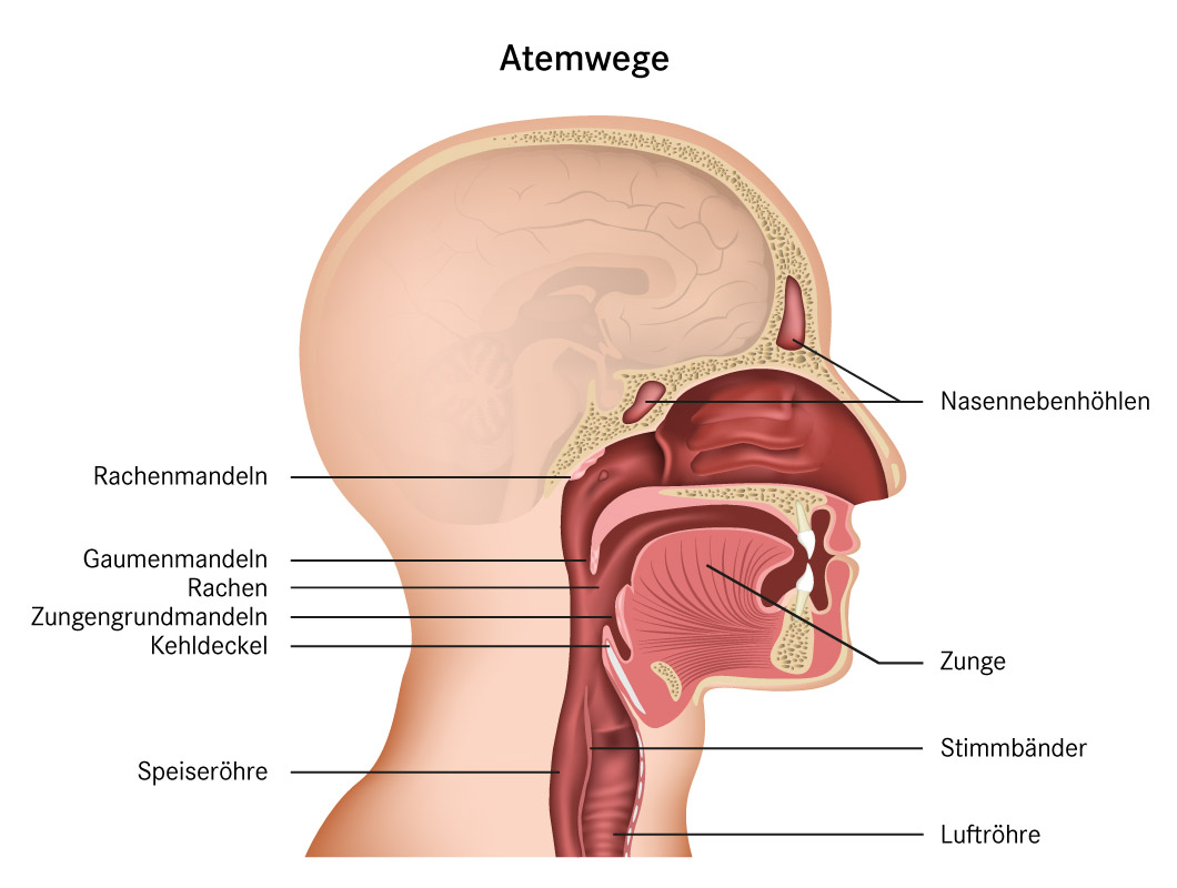 Anatomie der oberen Atemwege