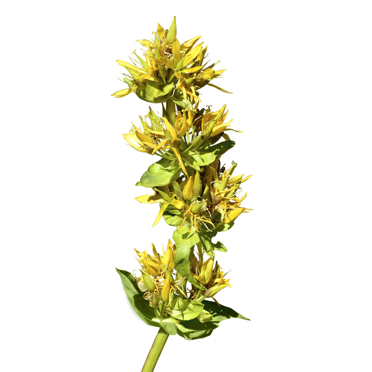 Gelber Enzian (Gentiana lutea) - Wirkstoffe Pascoe Naturmedizin