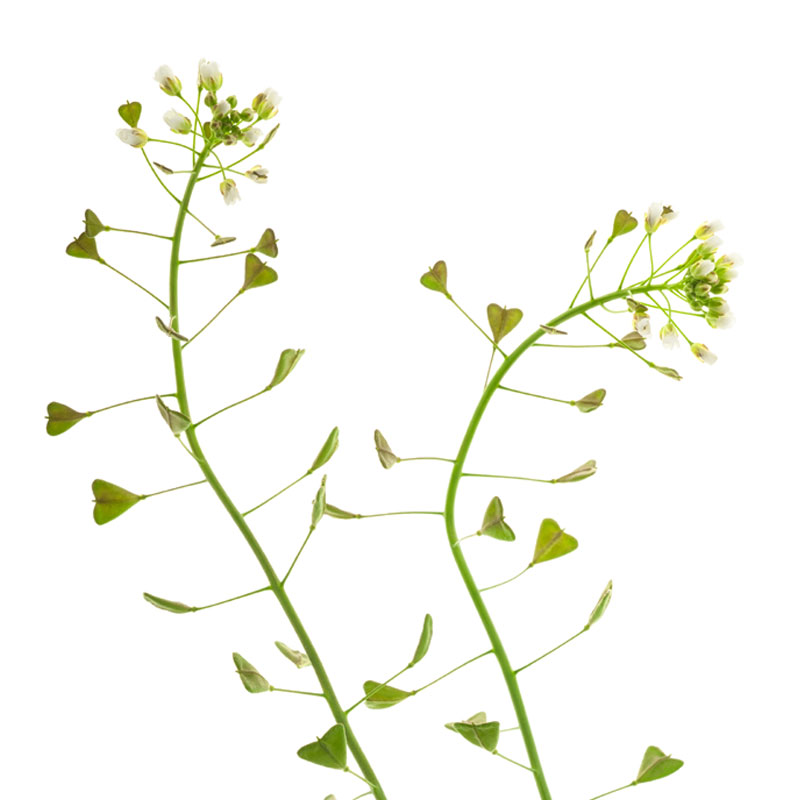 Hirtentäschel (Thlaspi bursa pastoris (Capsella bursa-pastoris)) - Wirkstoffe Pascoe Naturmedizin