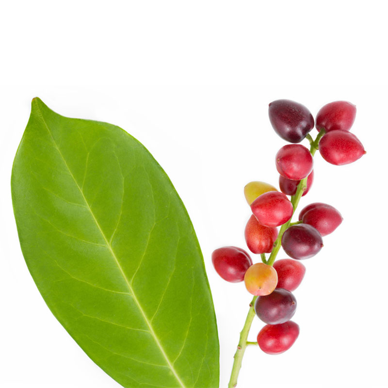 Kirschlorbeer (Laurocerasus Prunus laurocerasus) - Wirkstoffe Pascoe Naturmedizin