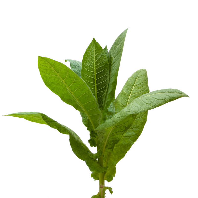 Tabak (Tabacum Nicotiana tabacum) - Wirkstoffe Pascoe Naturmedizin 