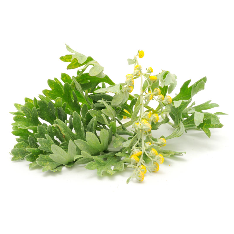 Wermut - (Artemisia absinthum)- Wirkstoffe Pascoe Naturmedizin