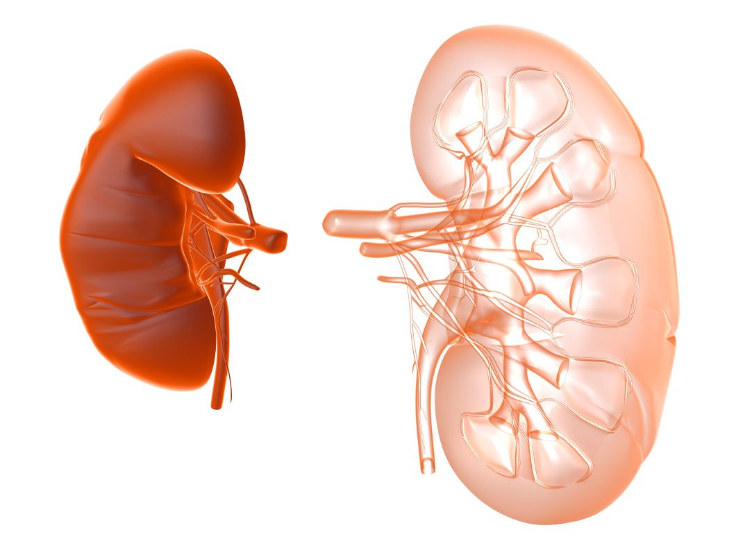 Anatomische Darstellung der Nieren