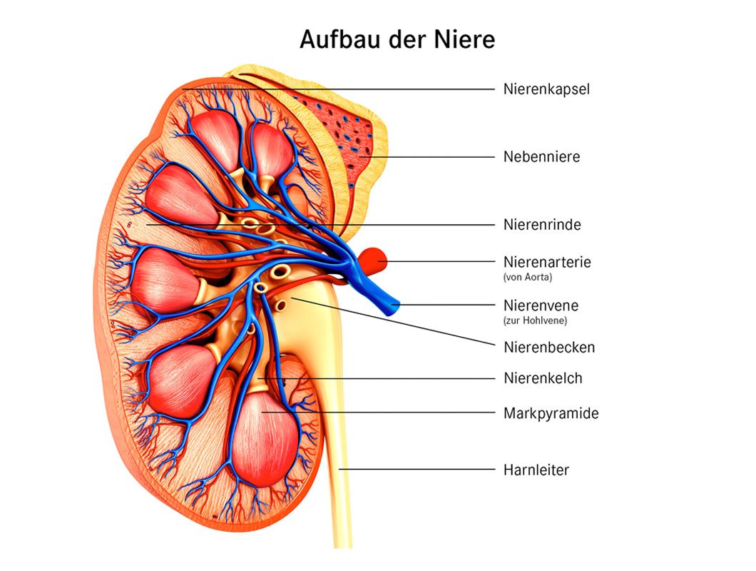 Wie sind die Nieren aufgebaut und wie funktionieren sie?