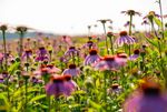 Echinacea-Feld