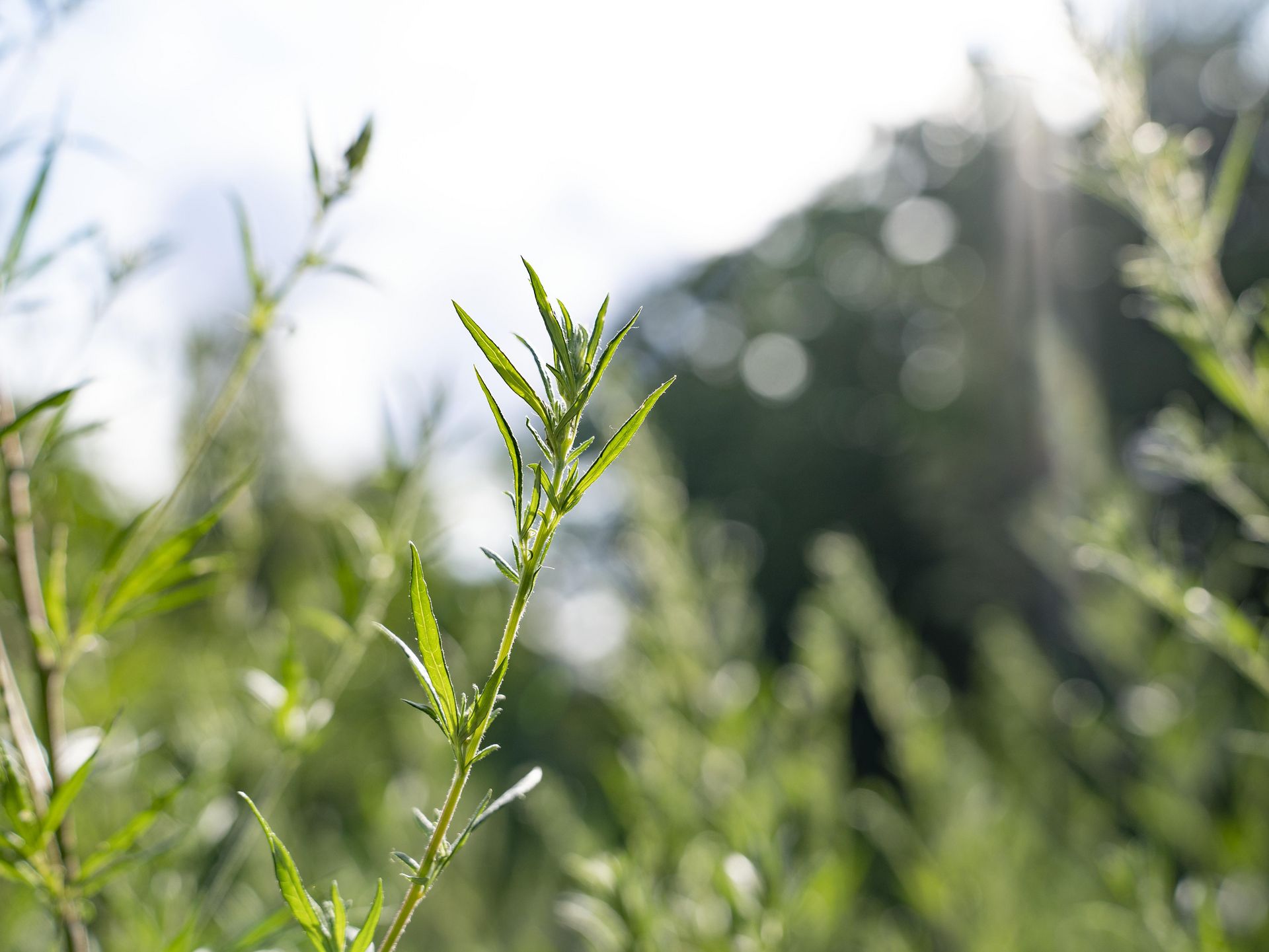 Beifuß (Artemisia vulgaris) 