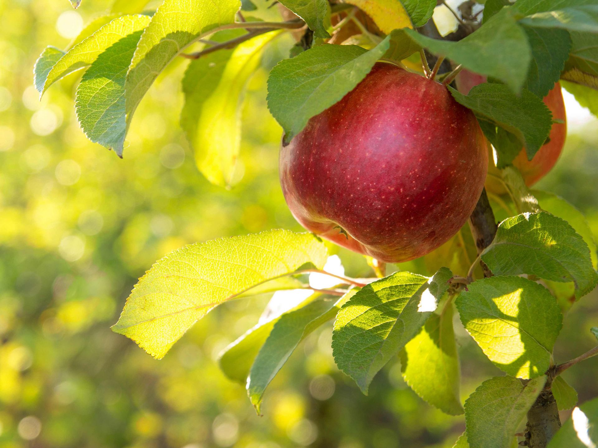 Kreuzallergie: Apfel am Baum
