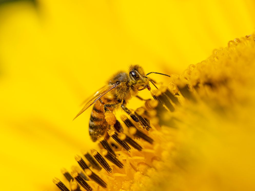 Heilsames Bienengift bei Halsweh