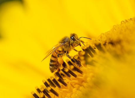 Heilsames Bienengift bei Halsweh