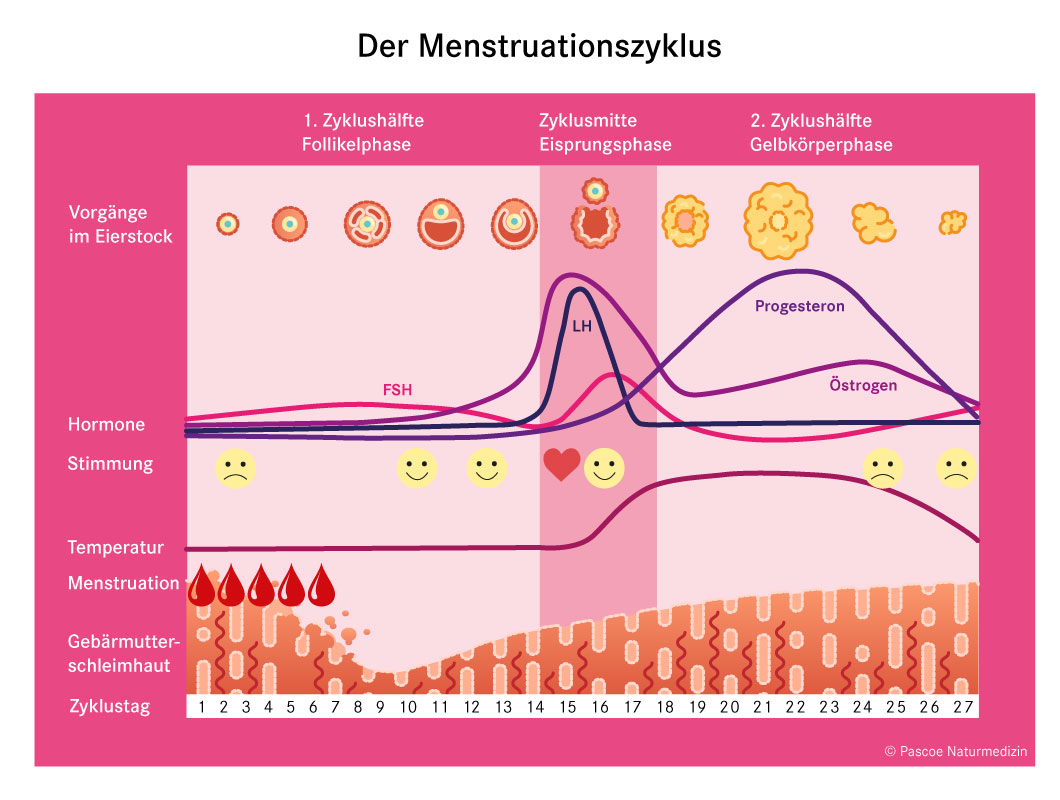 Phasen des Menstruationszyklus: Eierstöcke, Hormone, Stimmung, Temperatur und Gebärmutterschleimhaut