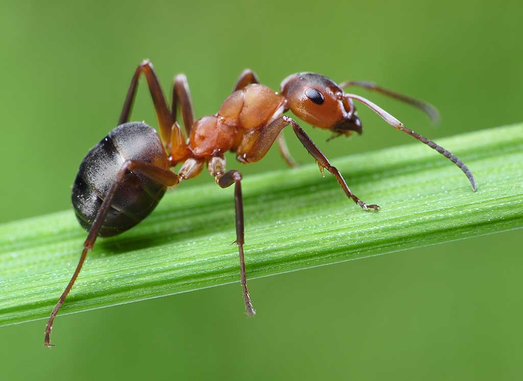 Ameisensäure (Acidum formicicum)