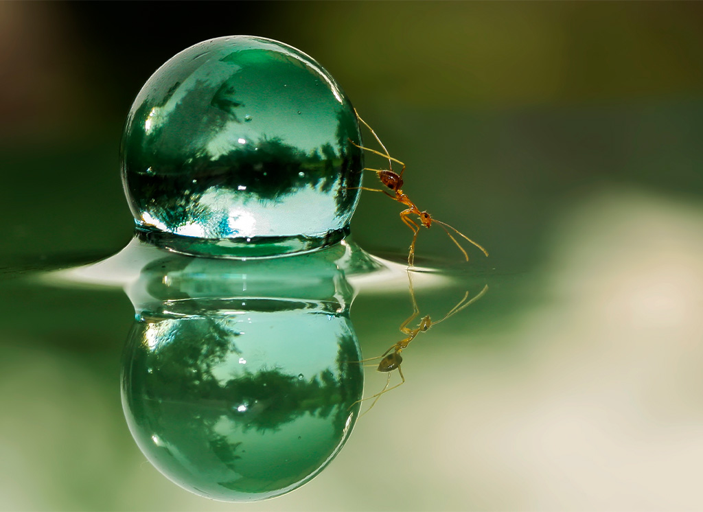 Ameisensäure - Wassertropfen und Ameise