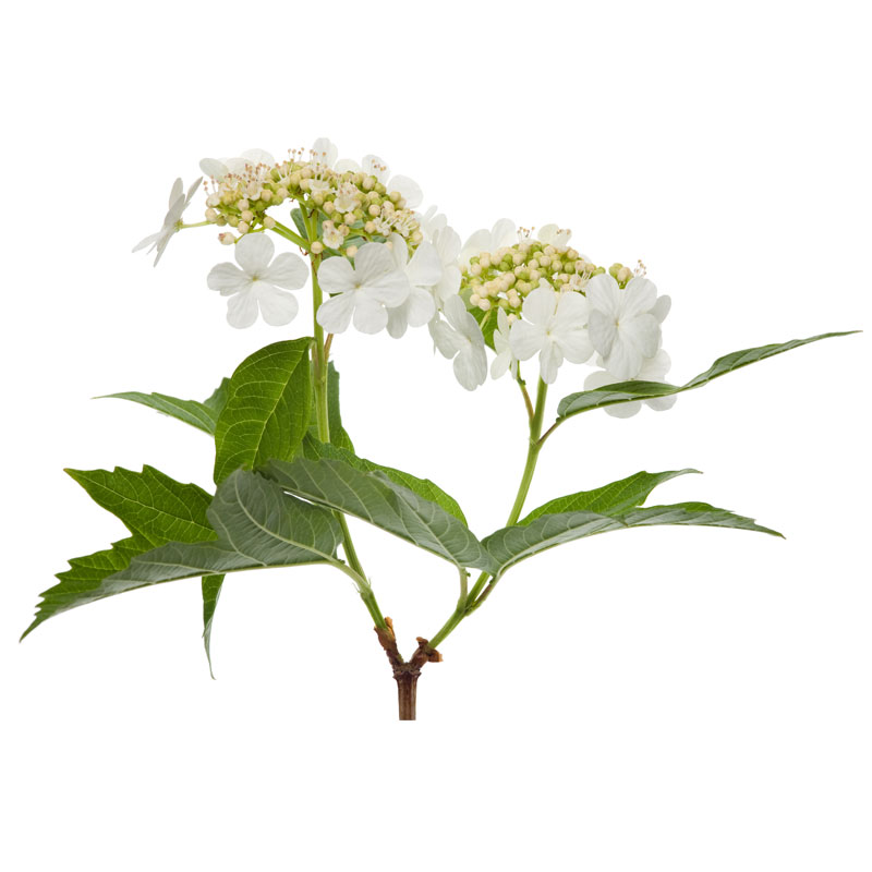 Amerikanischer Schneeball (Viburnum prunifolium) -Wirkstoffe Pascoe Naturmedizin 