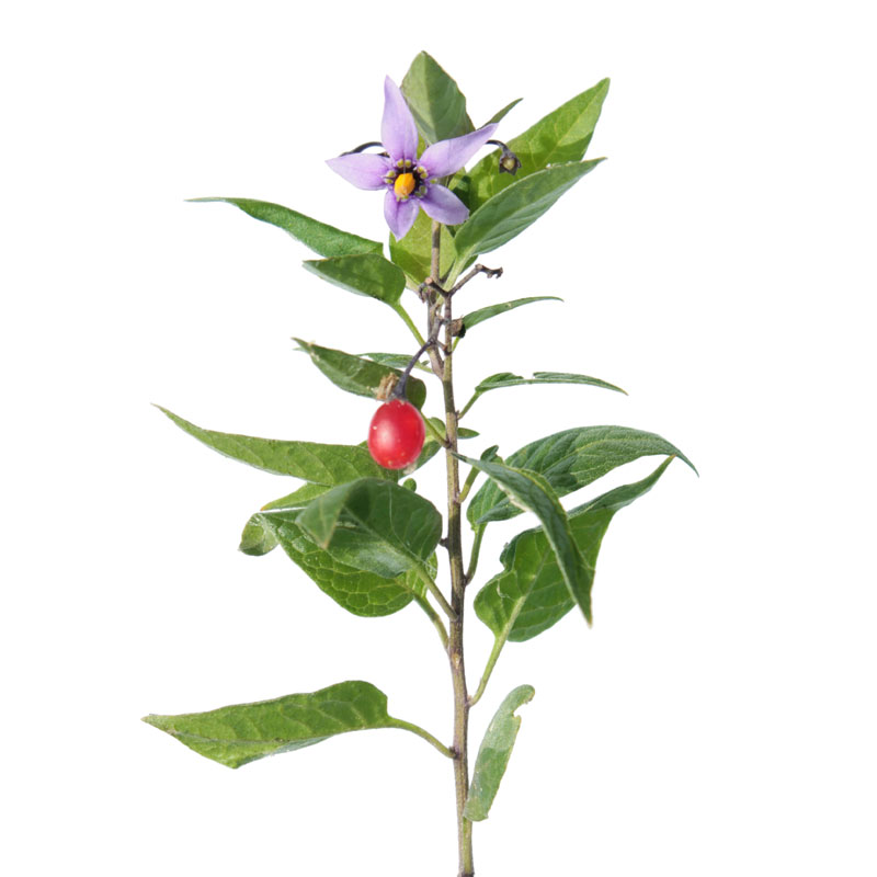 Bittersüß (Dulcamara Solanum dulcamara) - Wirkstoffe Pascoe Naturmedizin