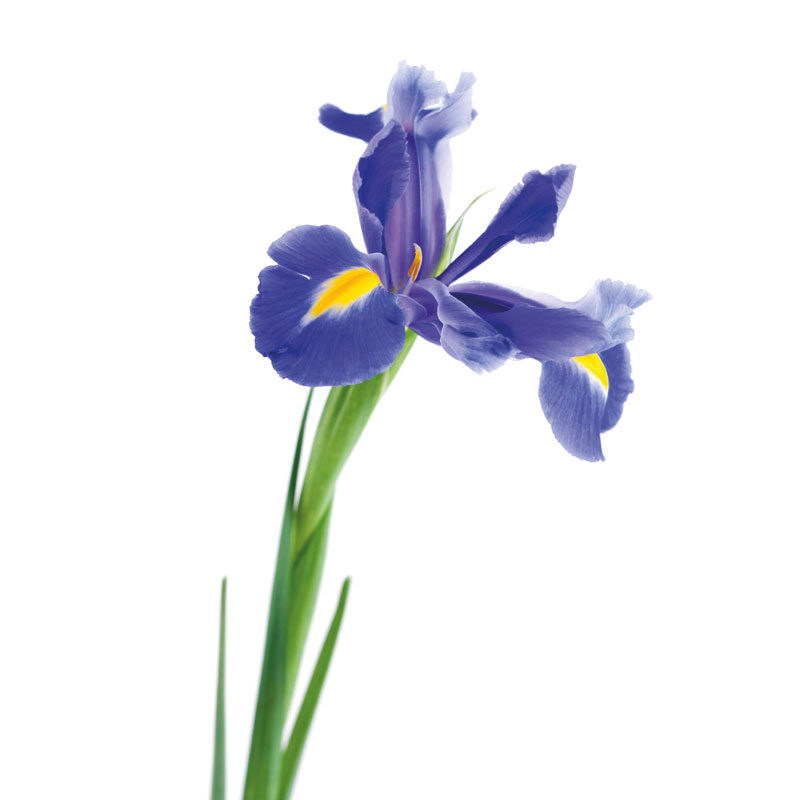 Buntfarbige Schwertlilie (Iris) - Wirkstoffe Pascoe Naturmedizin 
