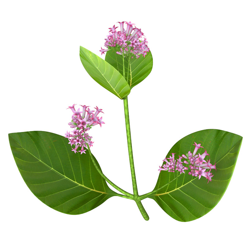 Chinarinde (Cinchona pubescens) - Inhaltsstoff Pascoe Naturmedizin