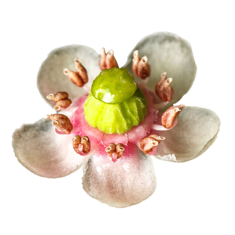 Doldenblütiges Wintergrün (Chimaphila umbellata) - Wirkstoffe Pascoe Naturmedizin 