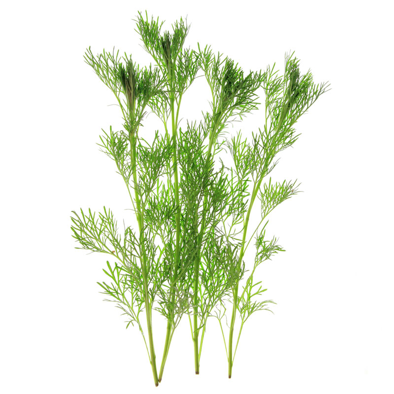 Eberraute (Artemisia abrotanum) - Wirkstoffe Pascoe Naturmedizin