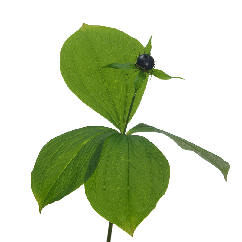 Einbeere (Paris quadrifolia) - Wirkstoffe Pascoe Naturmedizin 