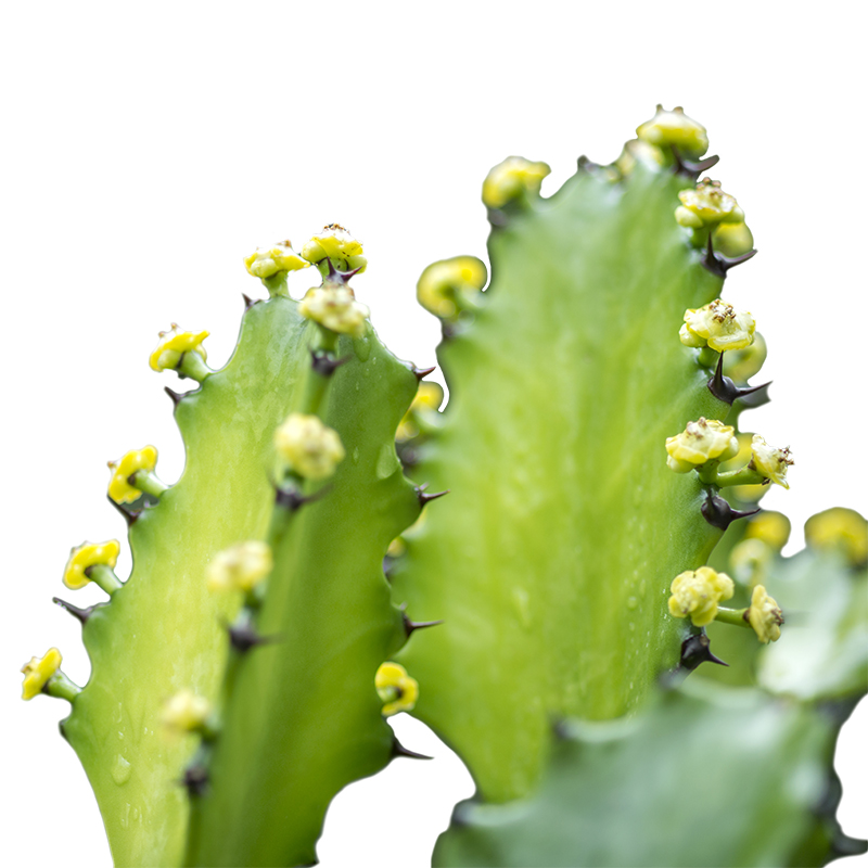 Harzführende Wolfsmilch (Euphorbium Euphorbia resinifera) - Wirkstoffe Pascoe Naturmedizin