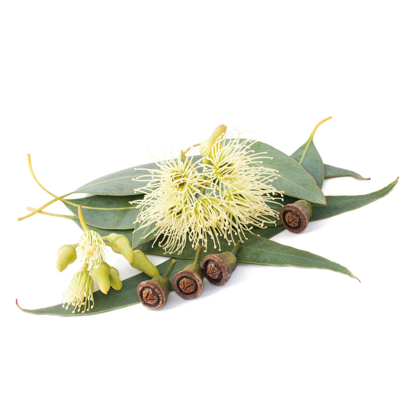 Fieberbaum (Eucalyptus globulus) - Wirkstoffe Pascoe Naturmedizin 