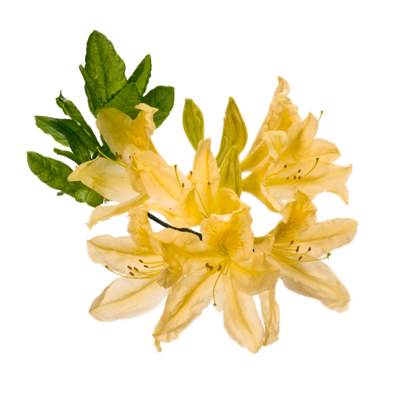 Goldgelbe Alpenrose (Rhododendron aureum) - Wirkstoffe Pascoe Naturmedizin