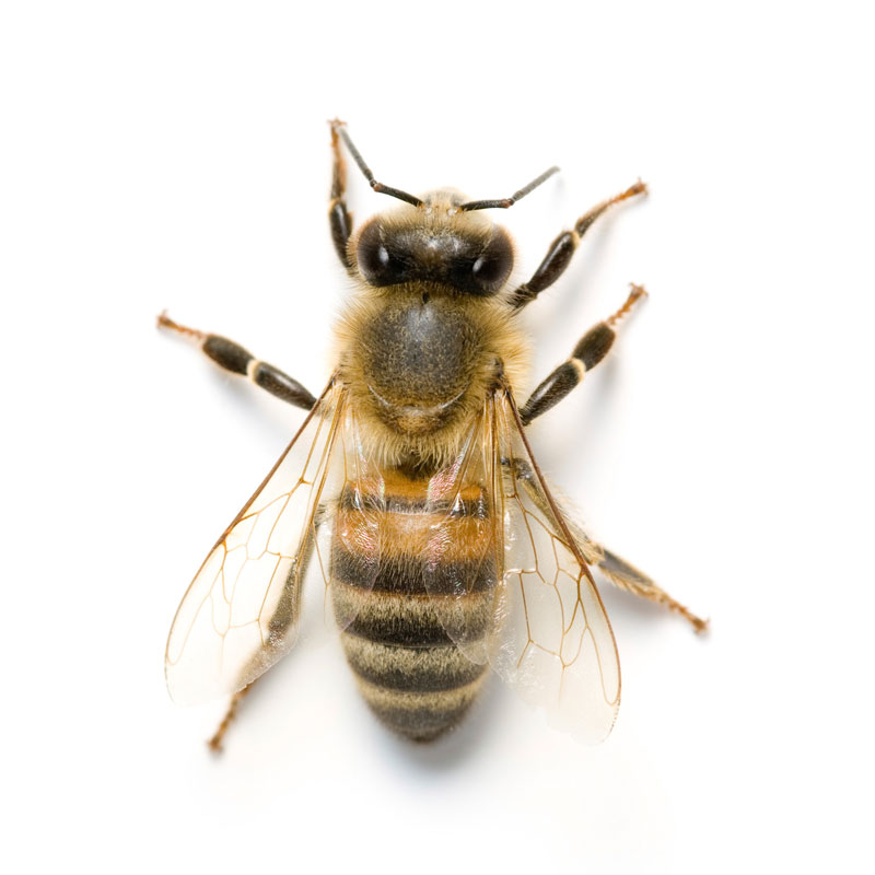 Honigbiene (Apis mellifica) - Wirkstoffe Pascoe Naturmedizin 