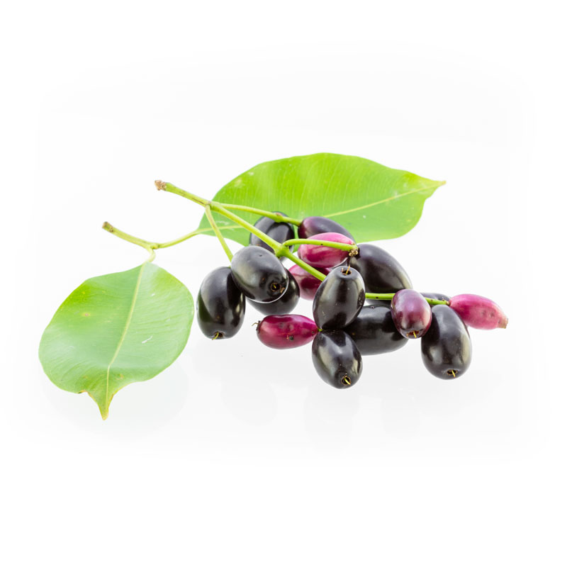Jamulbaum (Syzygium jambolanum) - Wirkstoffe Pascoe Naturmedizin 
