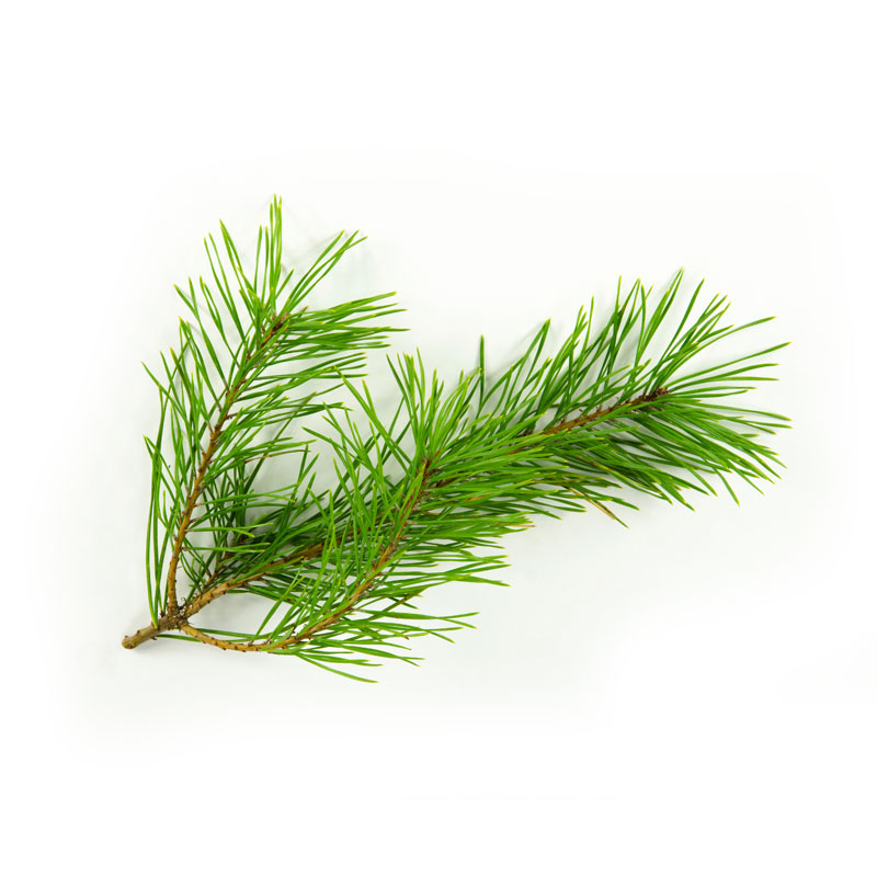 Kiefer (Pinus silvestris) - Wirkstoffe Pascoe Naturmedizin