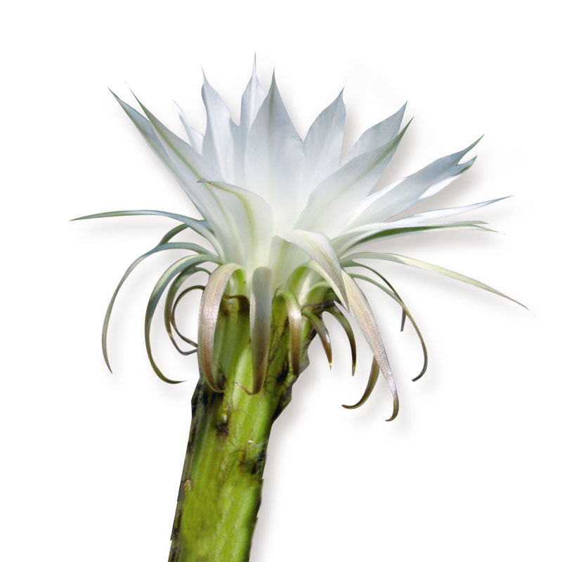 Königin der Nacht (Cactus grandiflorus) - Wirkstoffe Pascoe Naturmedizin