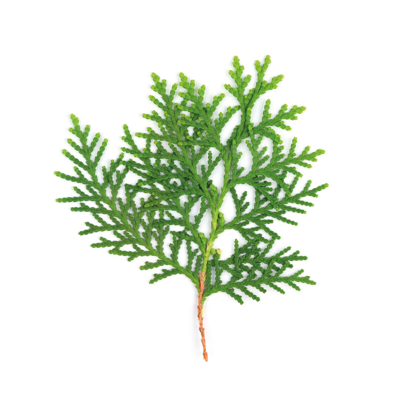 Lebensbaum (Thuja occidentalis) - Wirkstoffe Pascoe Naturmedizin 