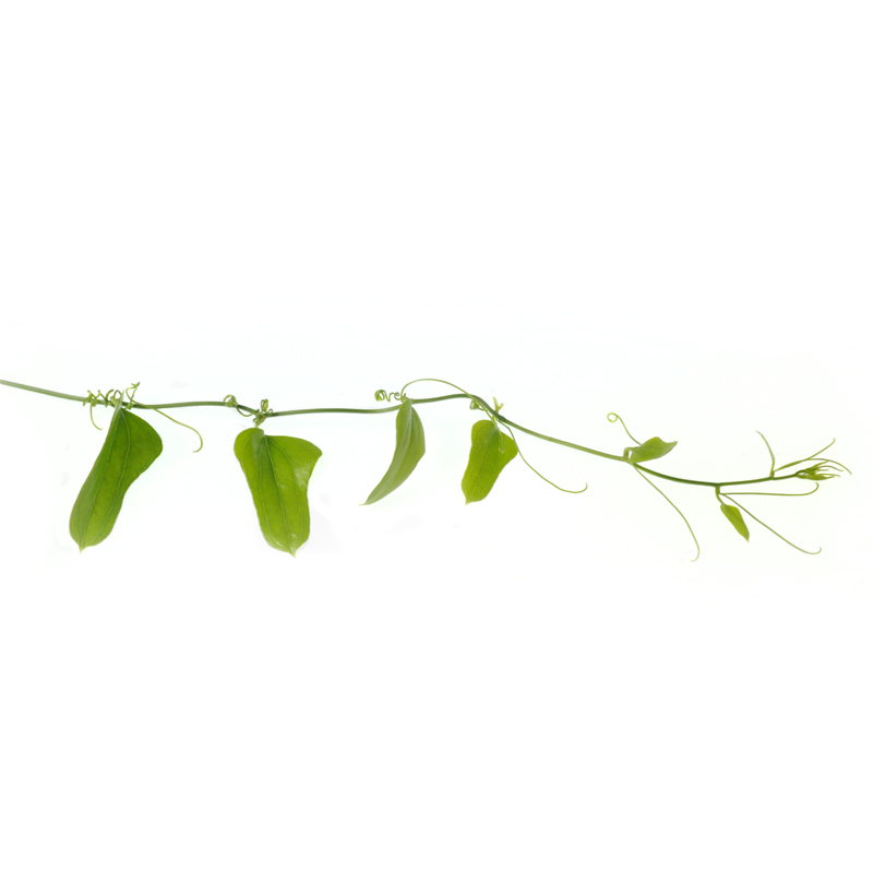 Sarsaparilla (Smilax aristolochiaefolia) - Wirkstoffe Pascoe Naturmedizin 