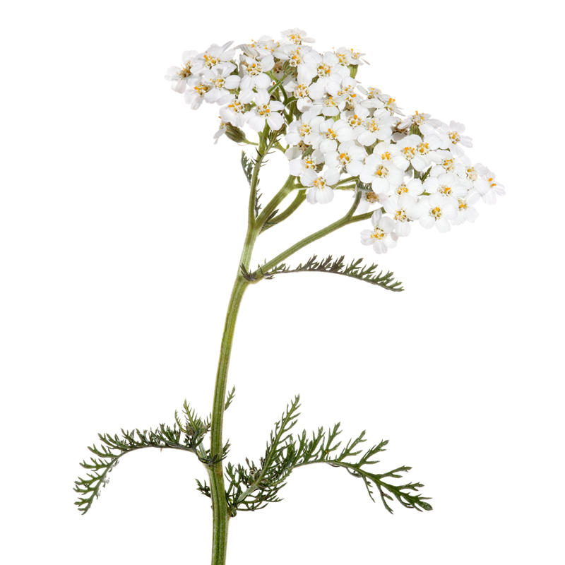 Schafgarbe (Achillea millefolium) - Wirkstoffe Pascoe Naturmedizin