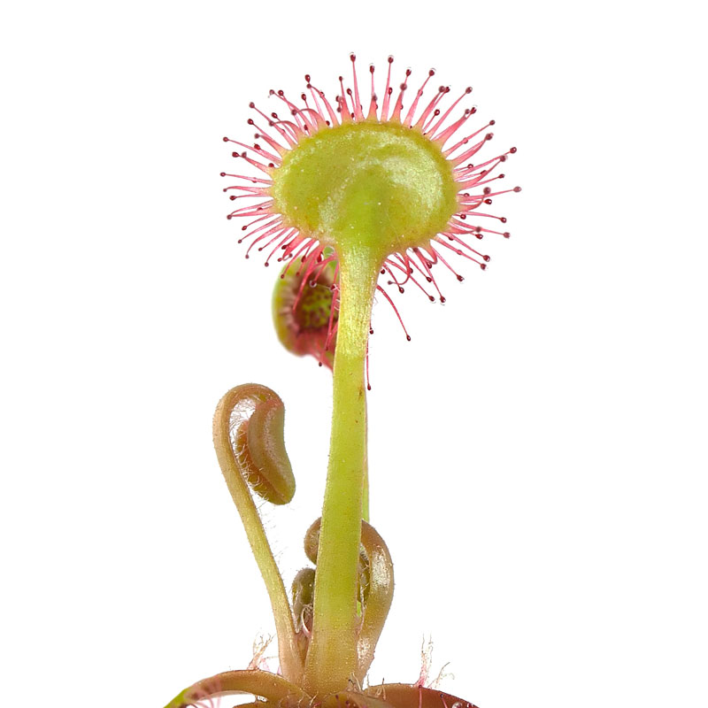 Sonnentau (Drosera rotundifolia) - Wirkstoffe Pascoe Naturmedizin 