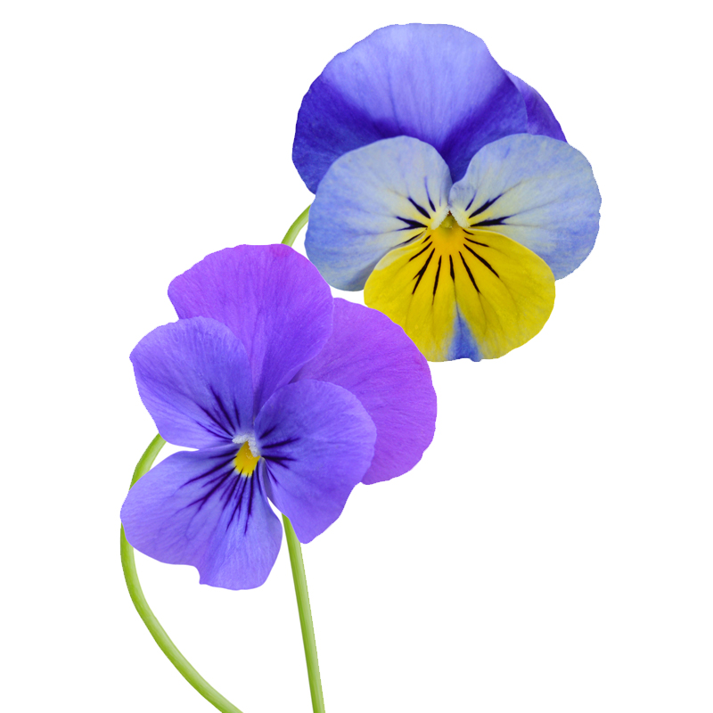 Stiefmütterchen (Viola tricolor) - Wirkstoffe Pascoe Naturmedizin 