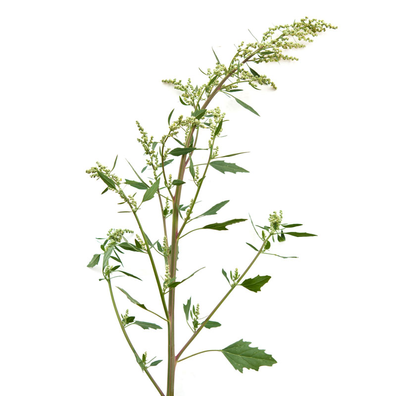 Stinkender Gänsefuß (Chenopodium olidum) - Wirkstoffe Pascoe Naturmedizin