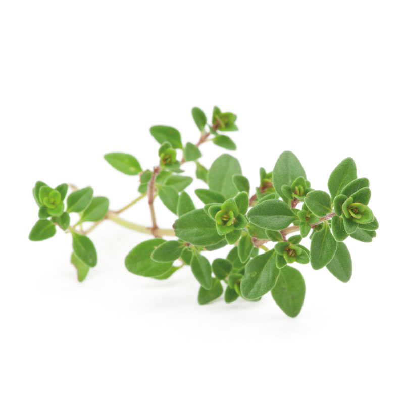 Thymiankraut (Thymus vulgaris) - Wirkstoffe Pascoe Naturmedizin 