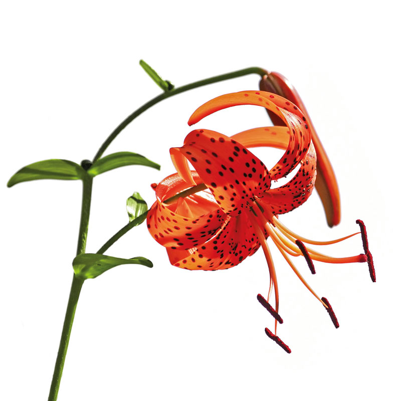 Tigerlilie (Lilium tigrinum) - Wirkstoffe Pascoe Naturmedizin