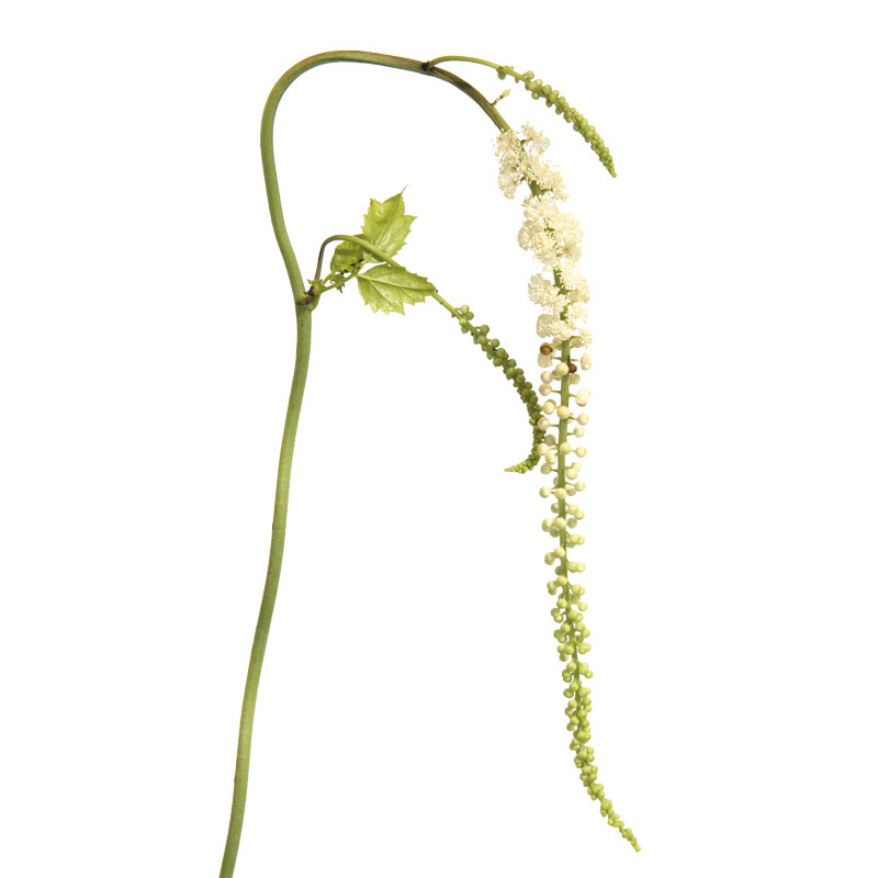 Traubensilberkerze (Cimicifuga racemosa) - Wirkstoffe Pascoe Naturmedizin 