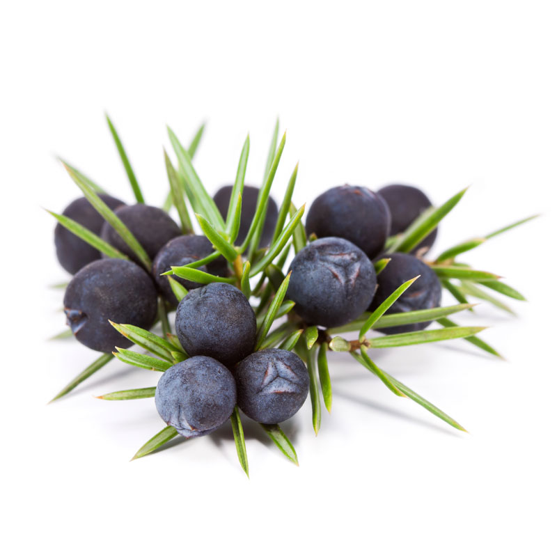 Wacholder (Juniperus communis) - Wirkstoffe Pascoe Naturmedizin