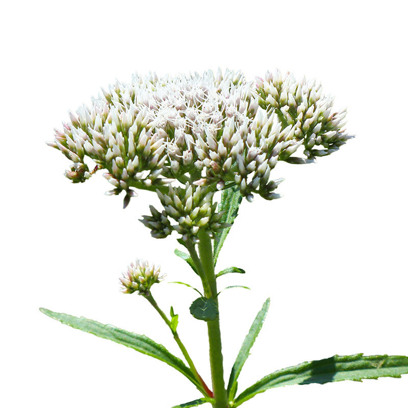 Wasserhanf (Eupatorium perfoliatum) - Wirkstoffe Pascoe Naturmedizin
