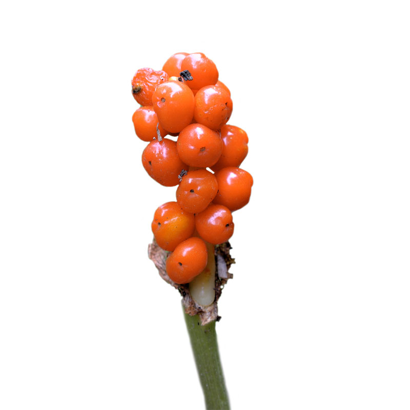 Zehrwurzel (Arum triphyllum) - Pascoe Naturmedizin Wirkstoffe